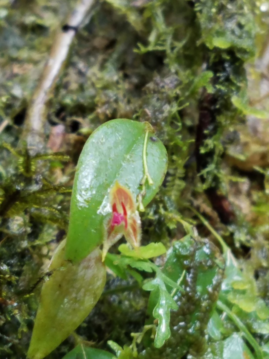 Tiny Orchid, Cloud Forest