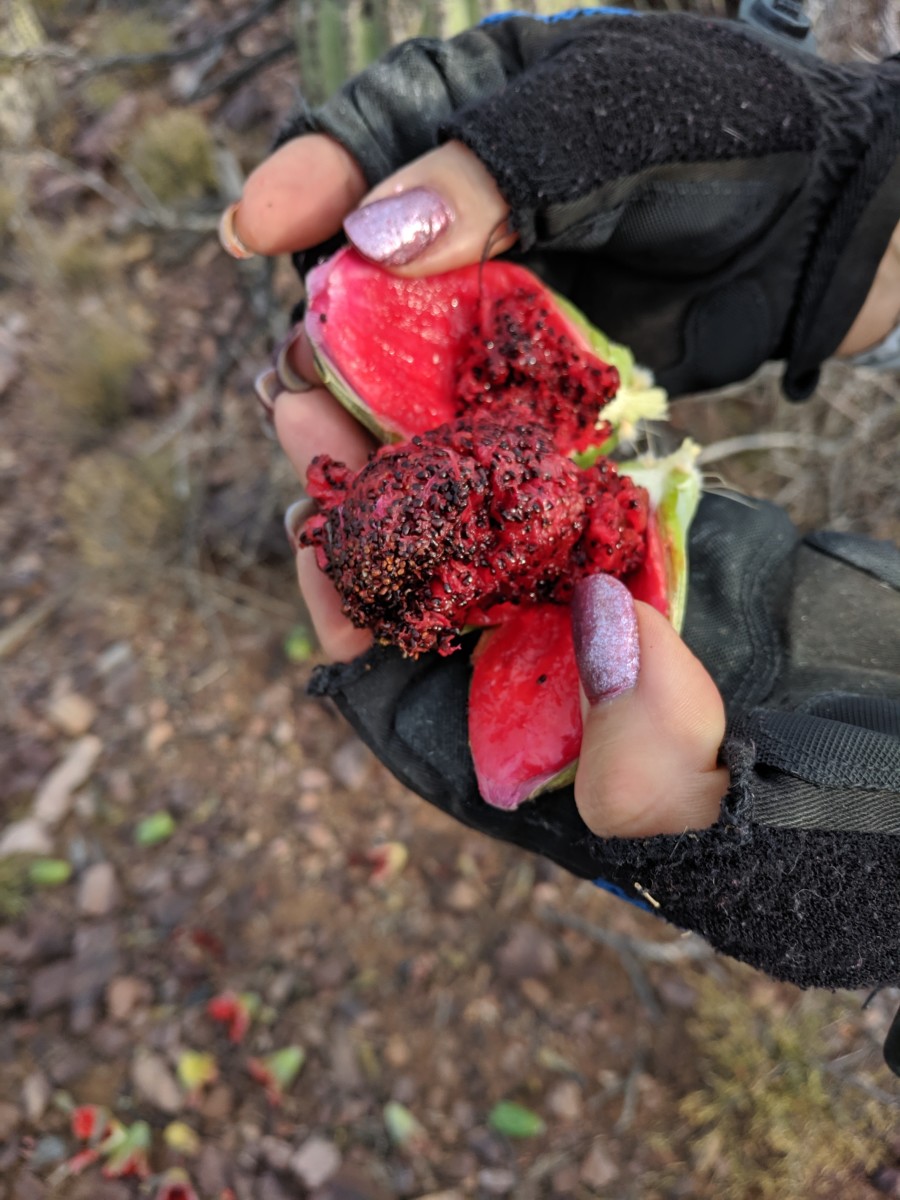 Saguaro Cactus fruit pod that has been split open to reveal the seed-laden pink fruit inside