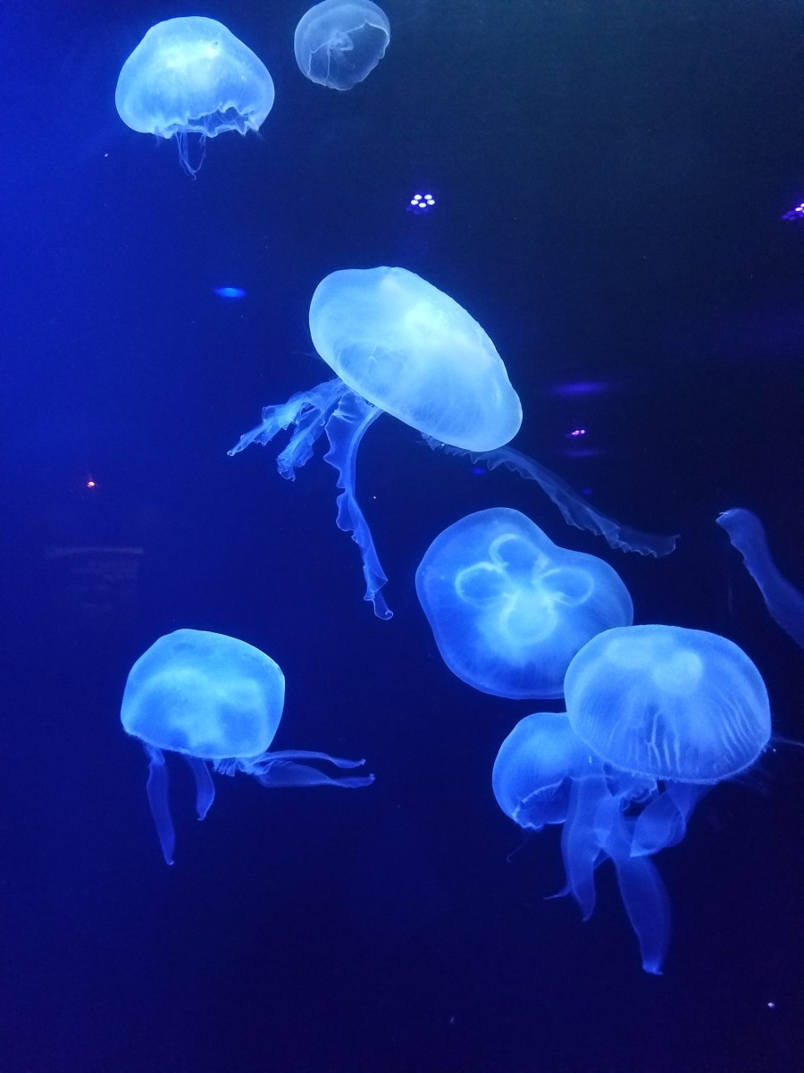 These jellyfish are in their own space, so Marlin and Dory won't have to worry!