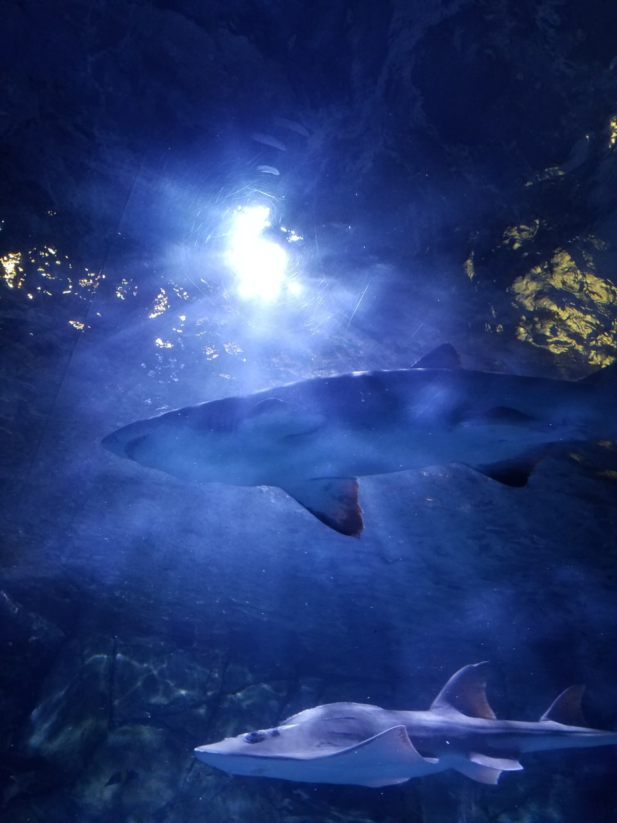 visiting-kentuckys-newport-aquarium-shark-encounters-and-more