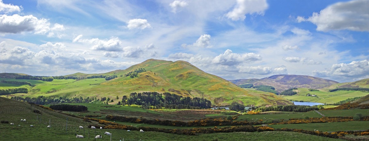The Pentland Hills are mainly inhabited by sheep.