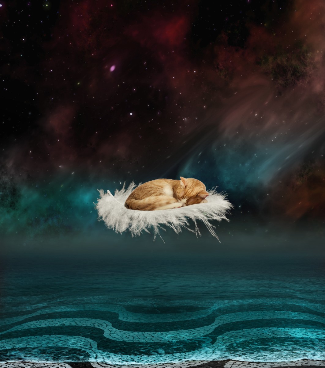 cats-in-a-dream-the-meaning-of-cats-as-dream-symbols