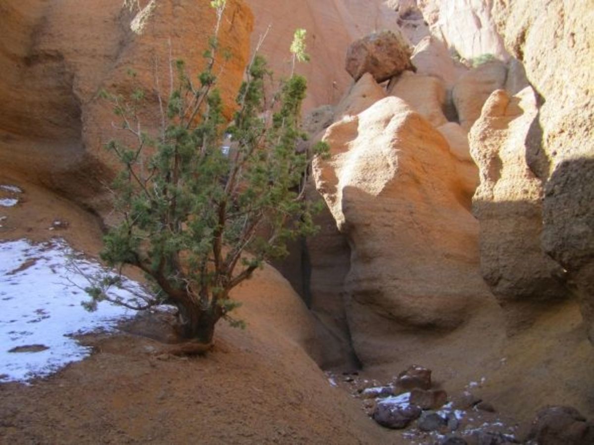 Best Short Day Hikes in Flagstaff, Arizona (Easy to Moderate