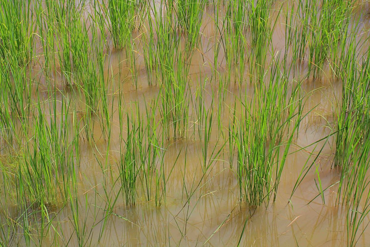 The rice crop in Ban Nanokhong