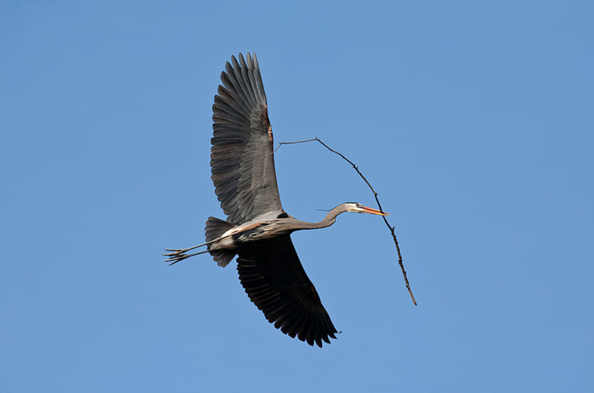 Great Blue Heron, flying with material for nesting in its beak
