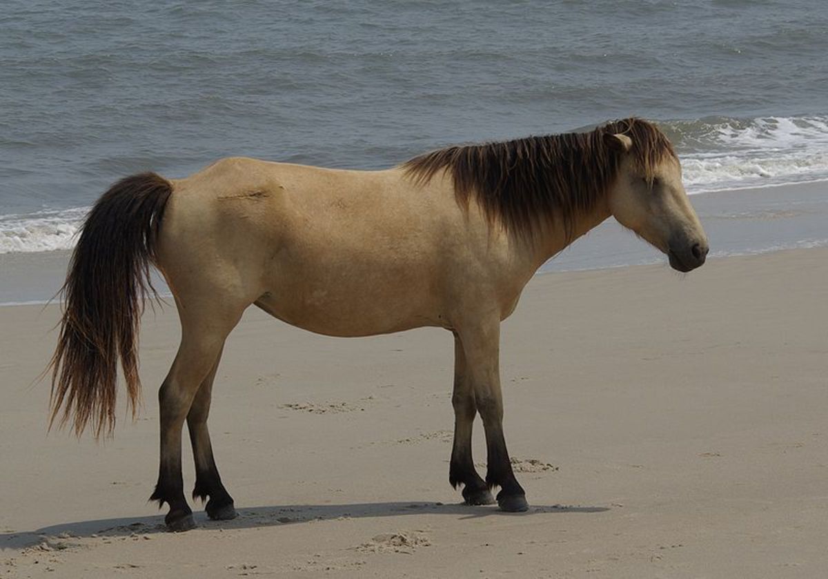 Wild Horse, Assateague Island