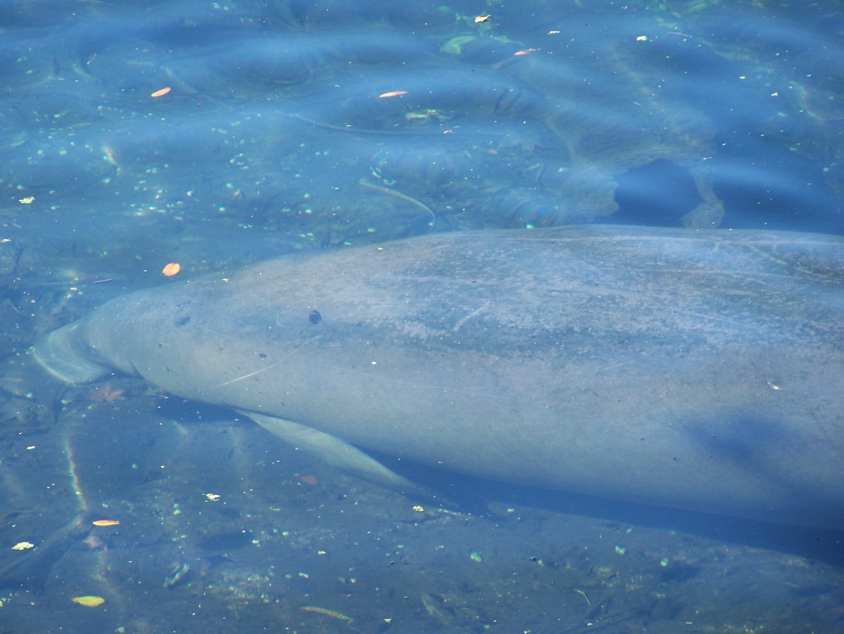 A manatee in the St. Johns River at Blue Spring State Park