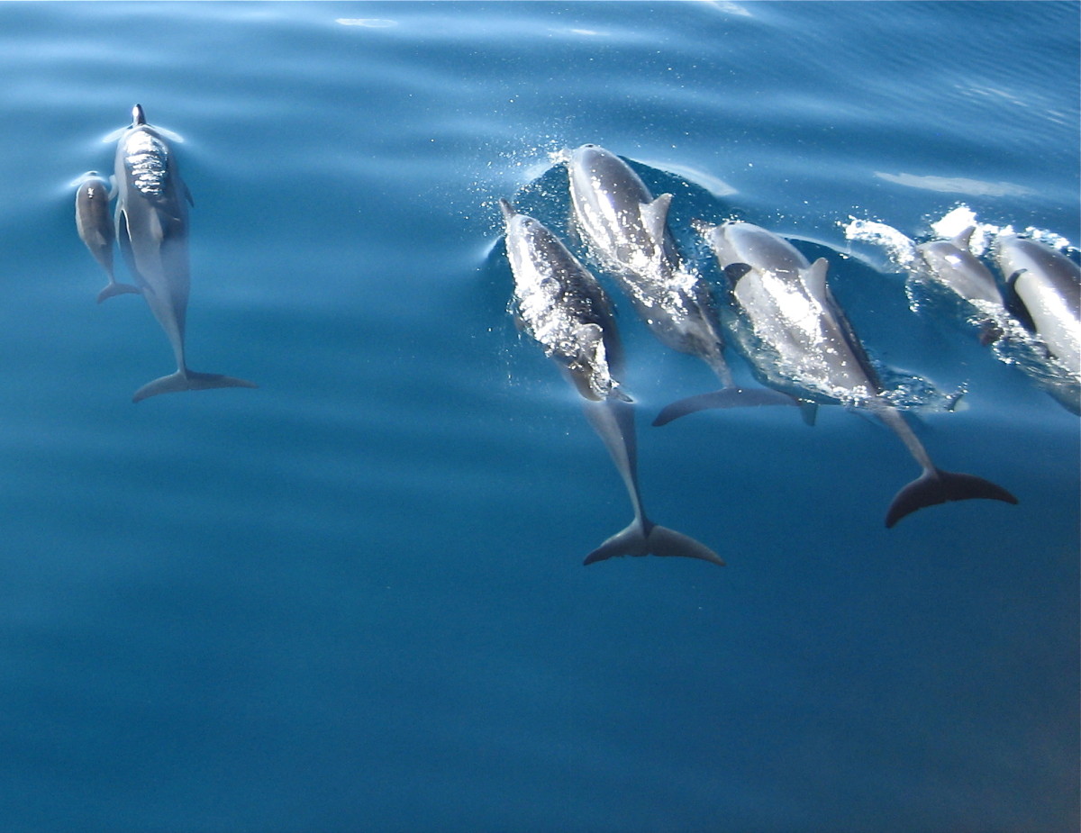 Dolphins escorted the tour boat for several miles; notice the babies!