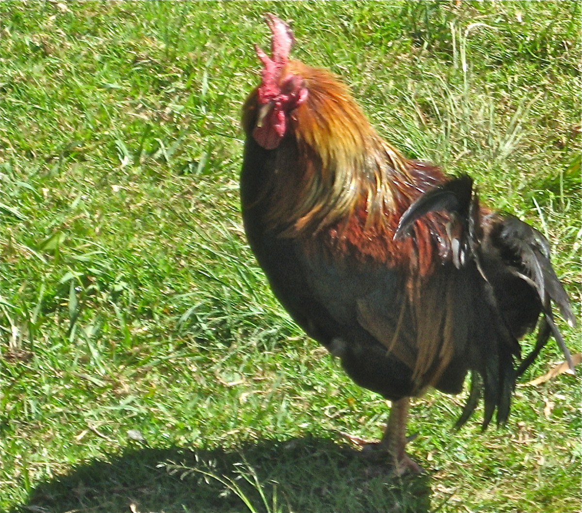 One of the zillion chickens that cover the island