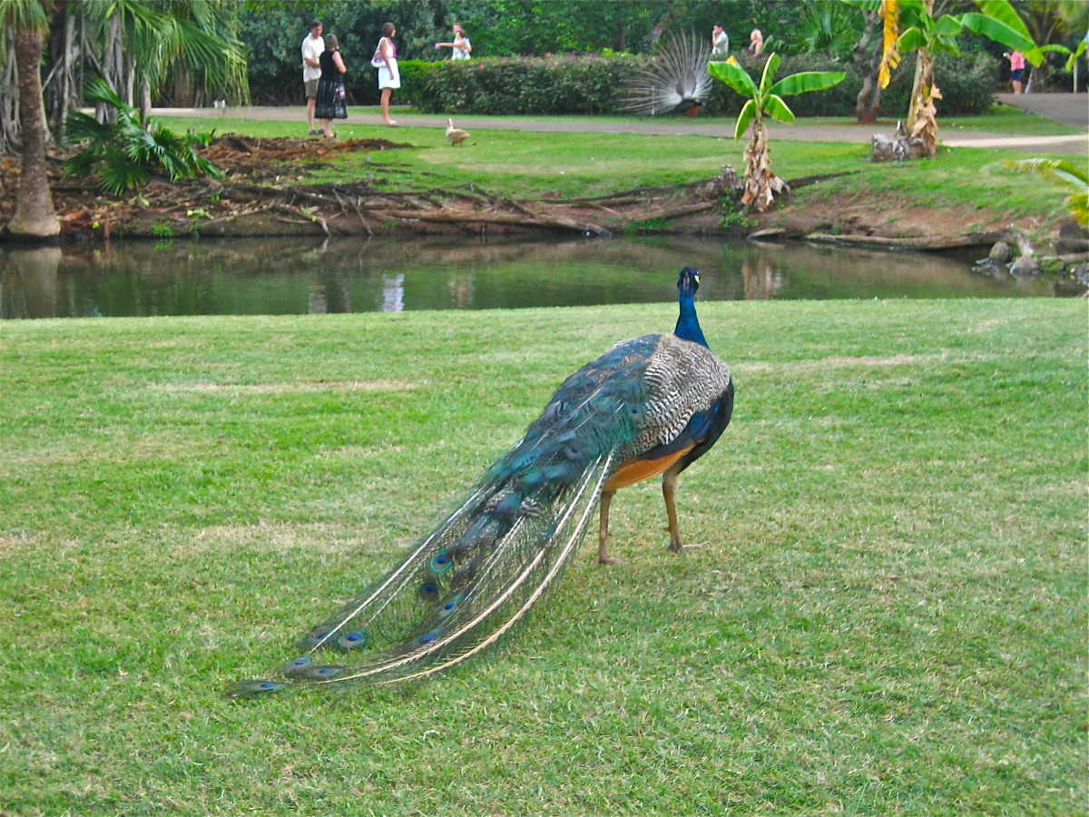 One of the many peacocks gracing the grounds at the luau