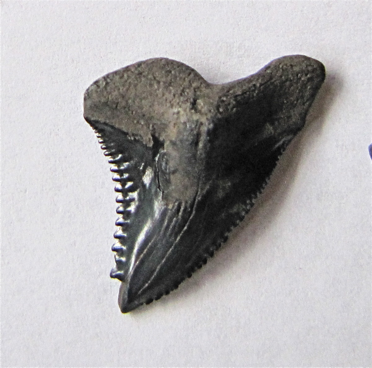 Fossilized Tiger Shark tooth