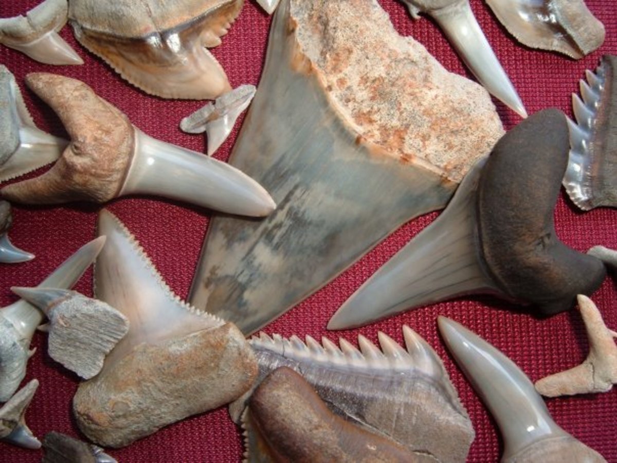 An assortment of shark teeth