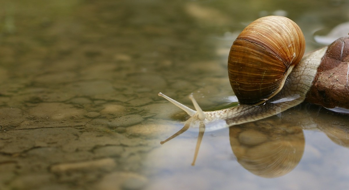 international-snail-racing-championships
