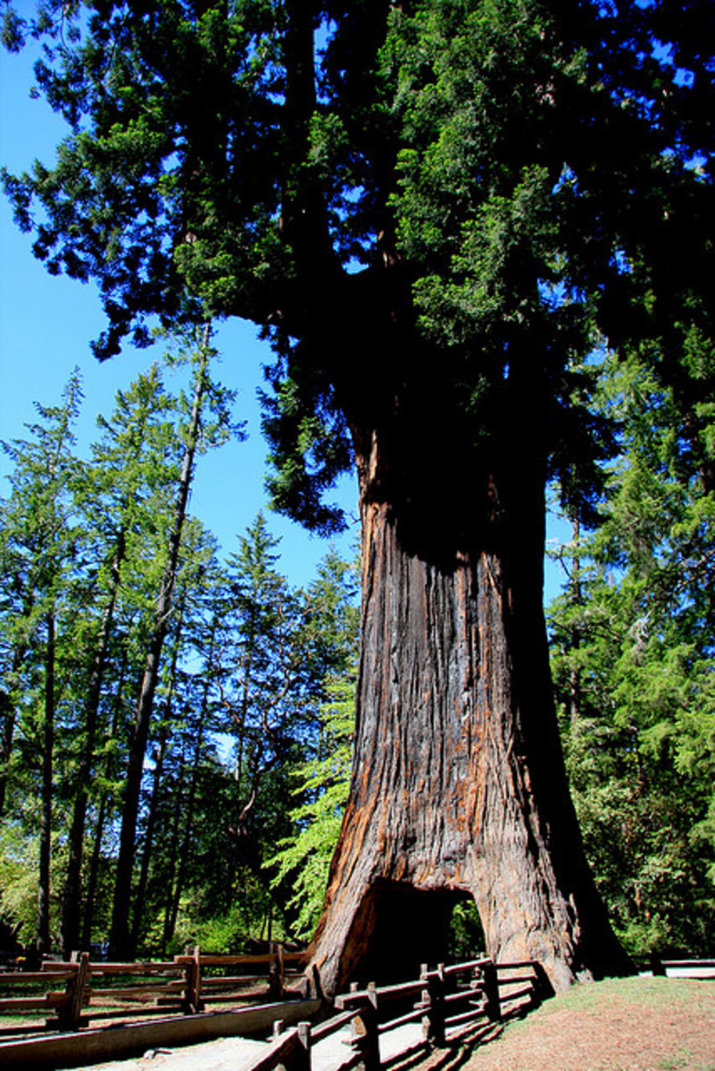 Kitschy Roadside Tourist Attractions in the California Redwoods