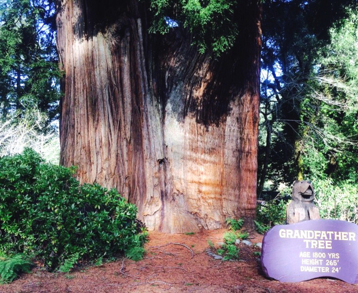Kitschy Roadside Tourist Attractions in the California Redwoods