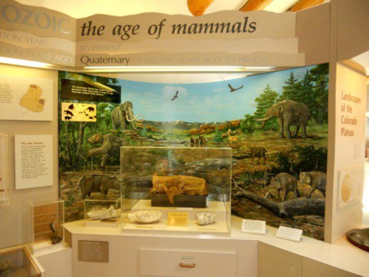 The age of mammals