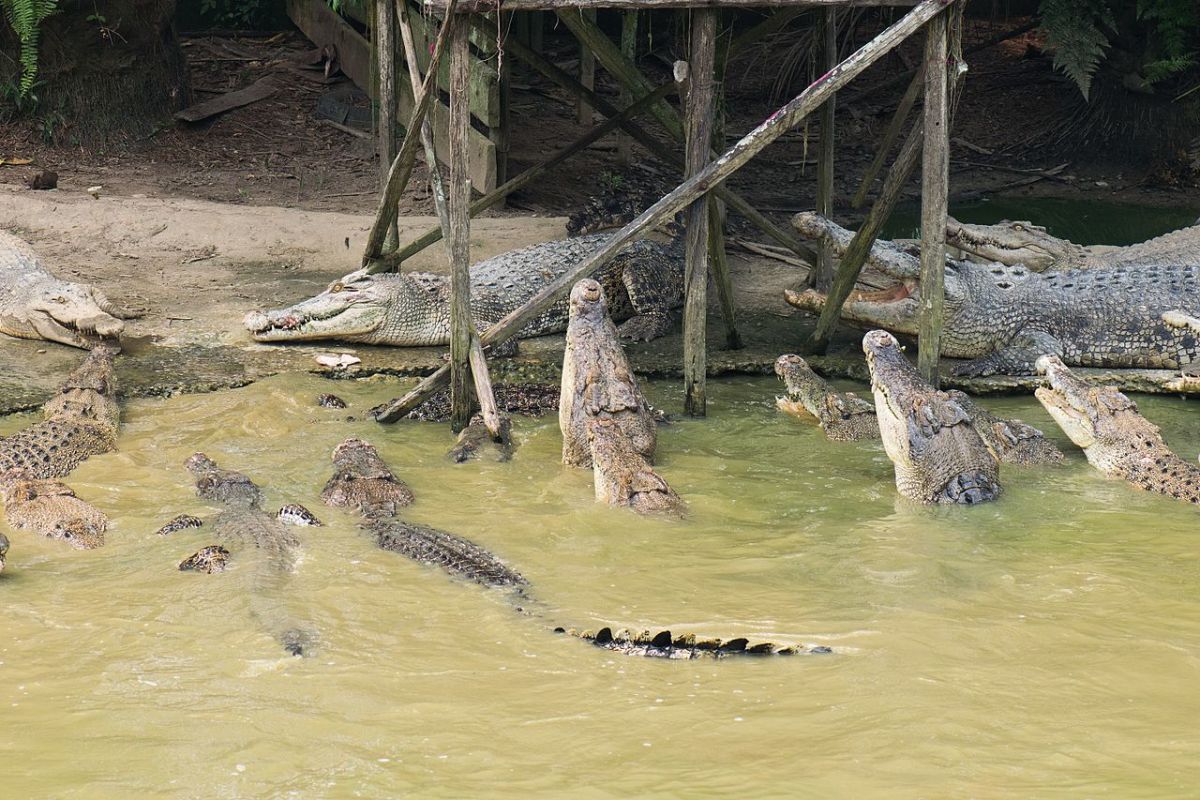 Crocodiles at Jong's Croc Farm.