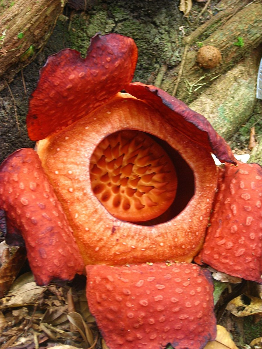 Rafflesia, the world's largest flower in Gunung Gading.