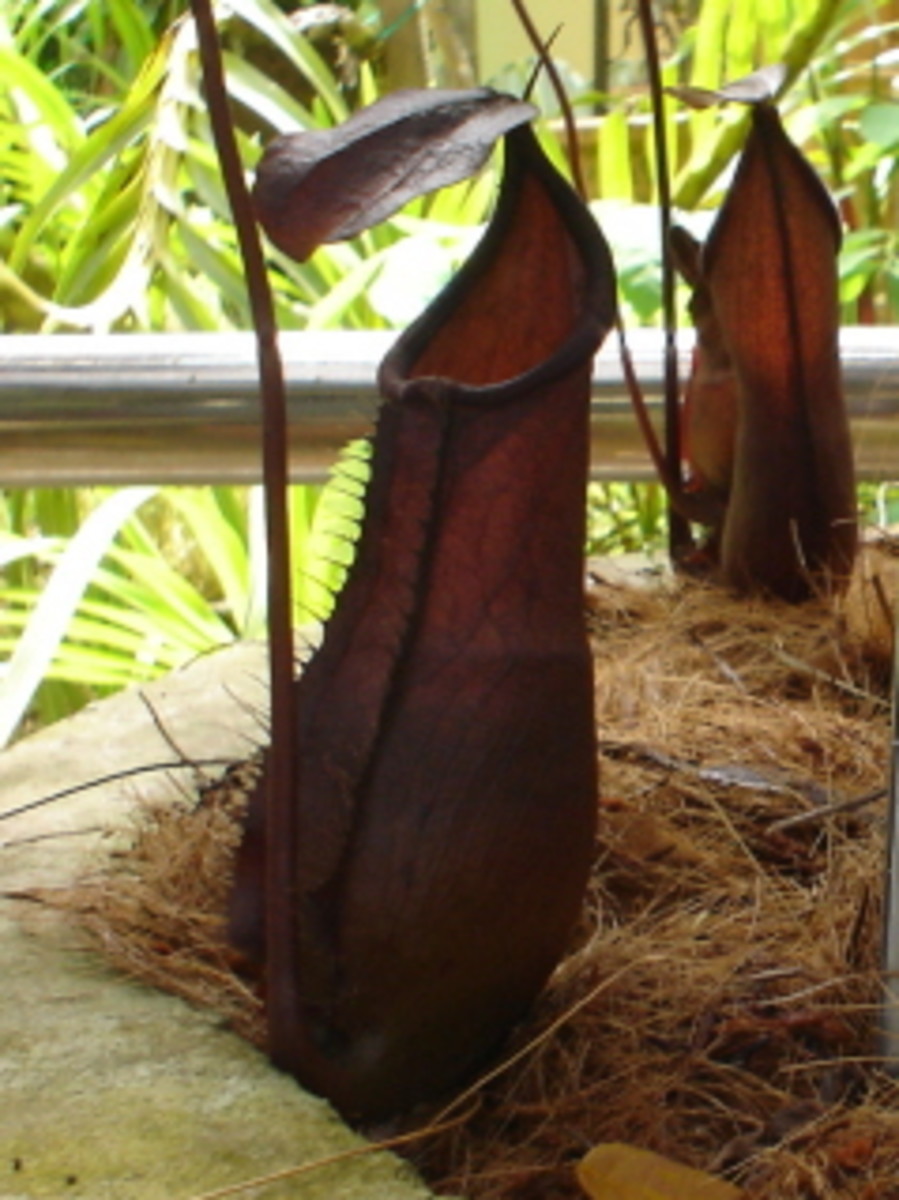 Pitcher Plants of Borneo
