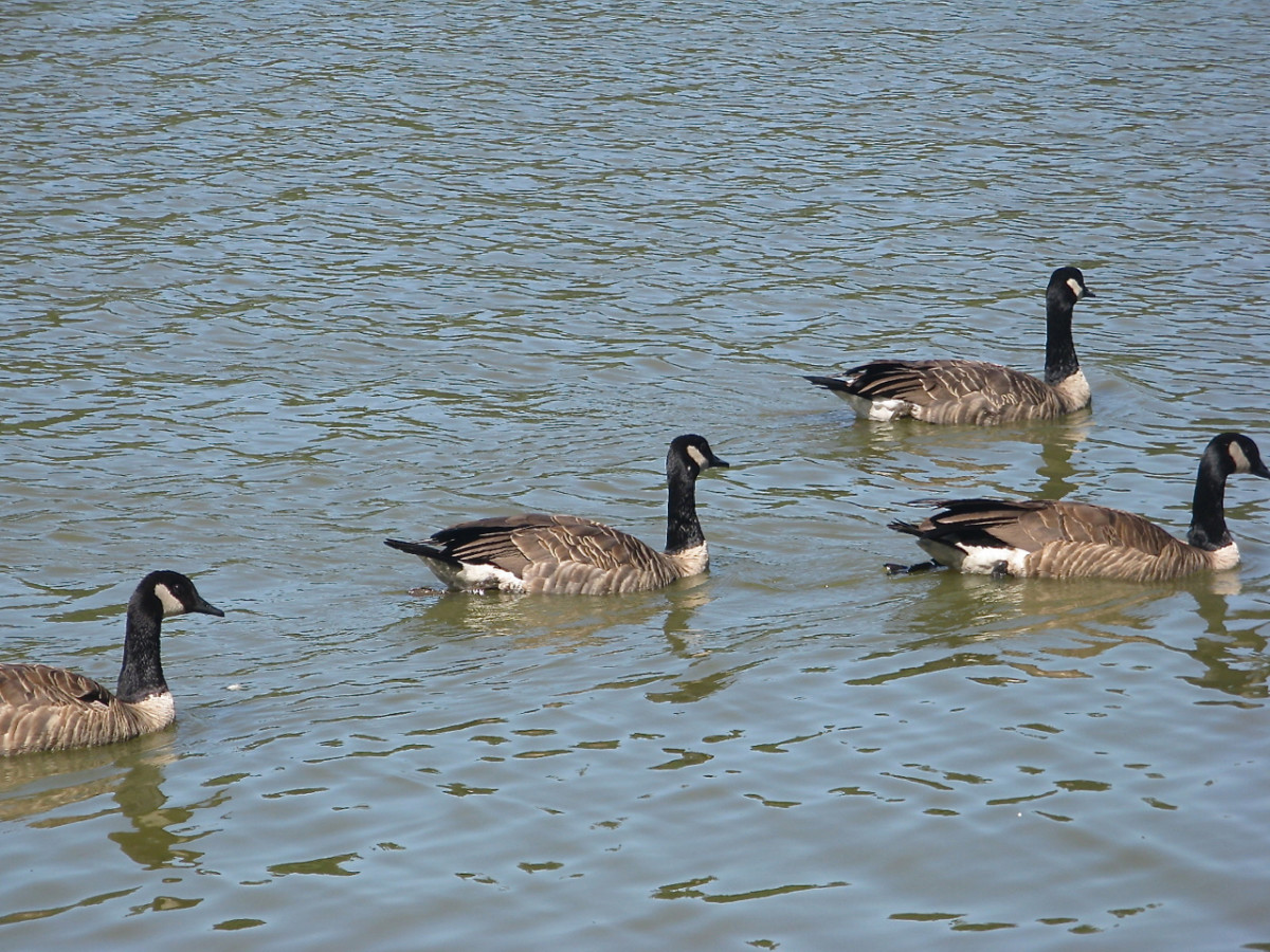 Cackling Geese (Branta hutchinsii) Cackling Geese (Branta hutchinsii)