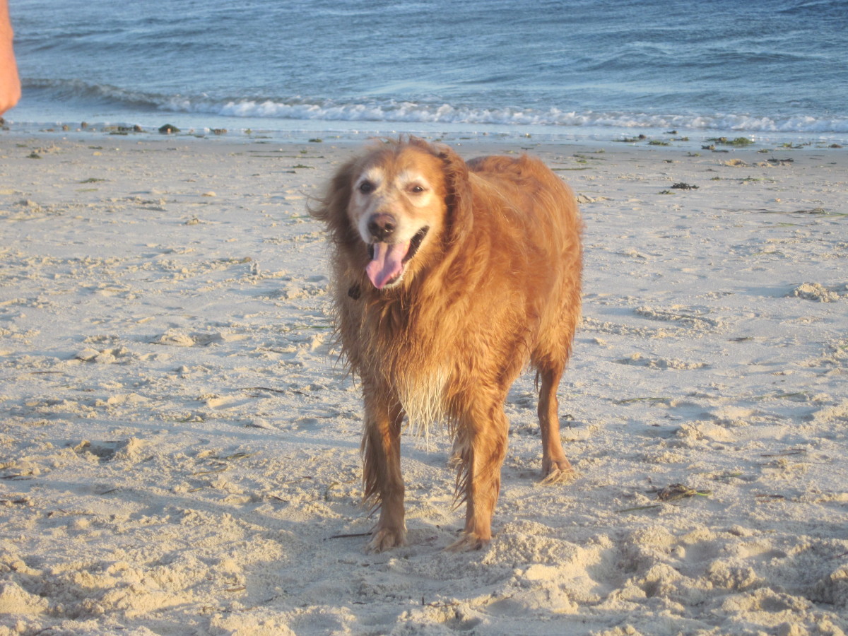 Corporation Beach - Most beaches only allow dogs during the winter months.