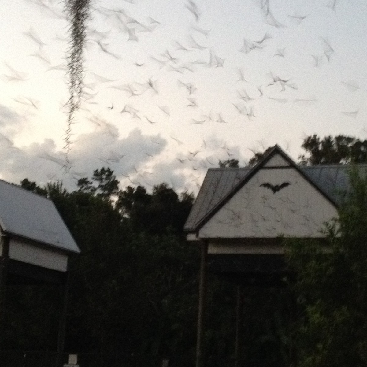 The bats emerging at dusk.  It is a spectacular site and well worth experiencing if you are ever in the Gainesville area.  There is normally a small crowd there most nights, people of all ages and backgrounds.