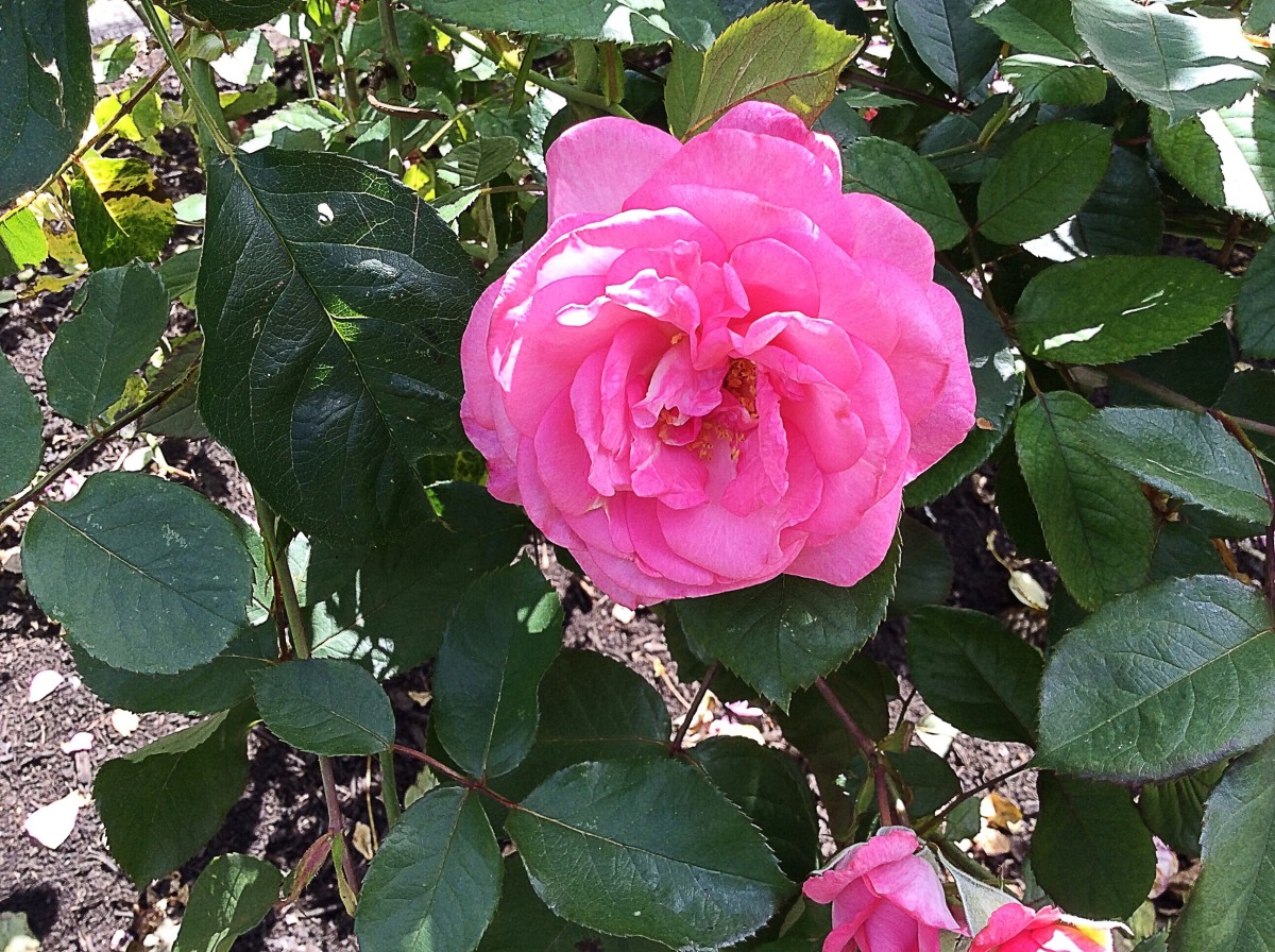 https://images.saymedia-content.com/.image/t_share/MTc1MTExNjcxNTAzODU3NDc2/the-beautiful-stanley-park-rose-garden-in-vancouver-bc.jpg