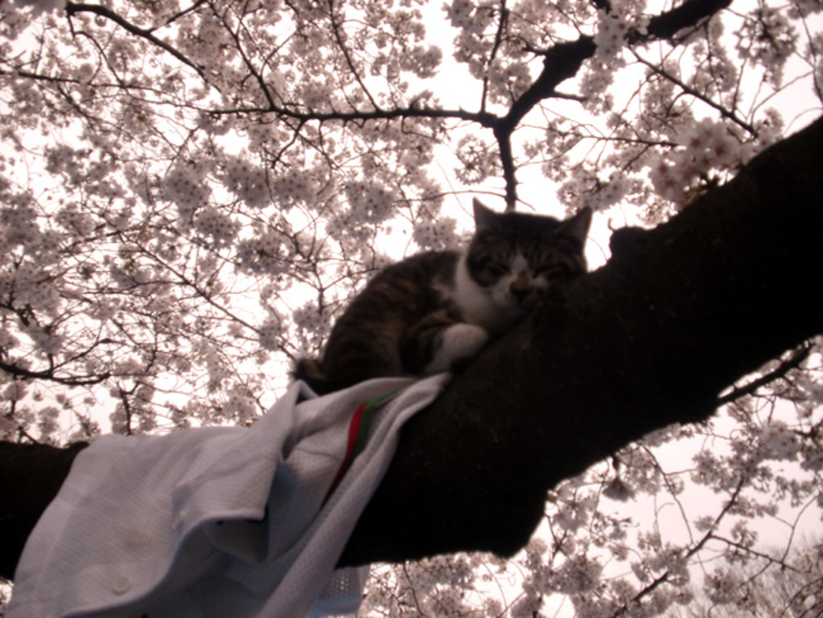 A cat in Ueno Park enjoying cherry blossom season