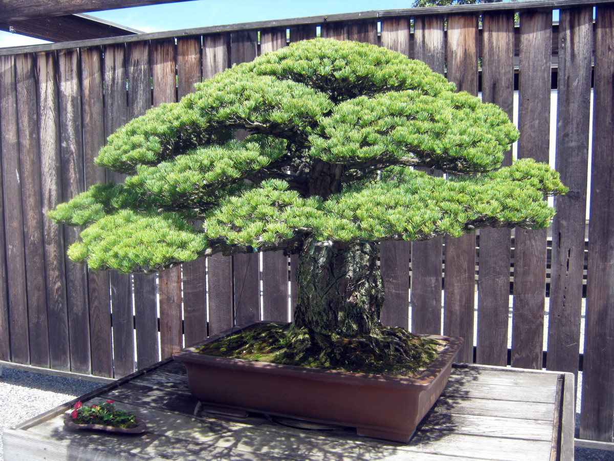 Bonsai Japanese White Pine