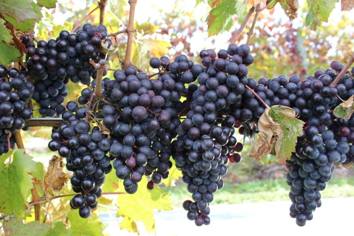 Black Star Farm vineyard grapes