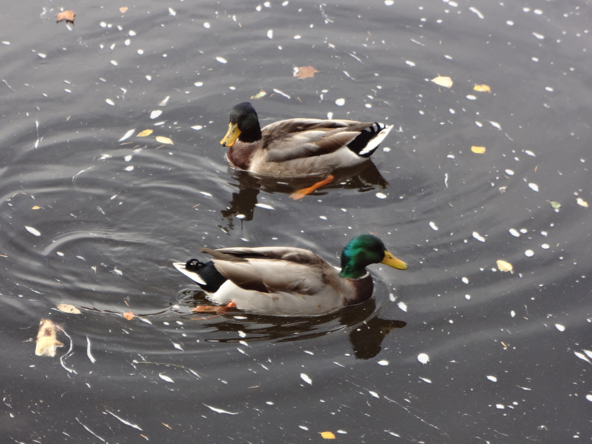 Mallard Ducks on the Lake