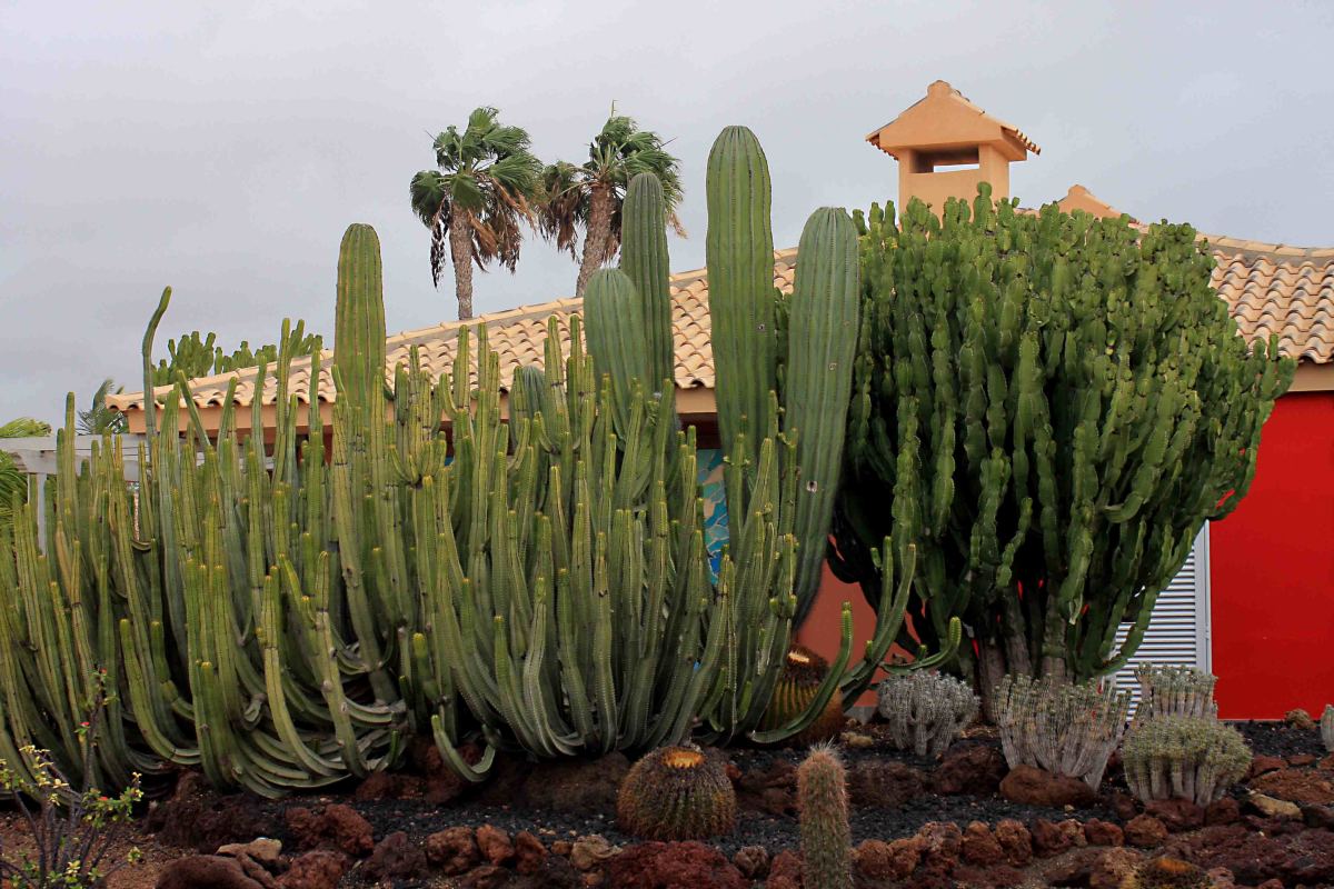 The grounds of the Dunas Suites & Villas and the Dunas Bungalows are attractively laid out with tropical plants, including cacti and native Canary Island succulents