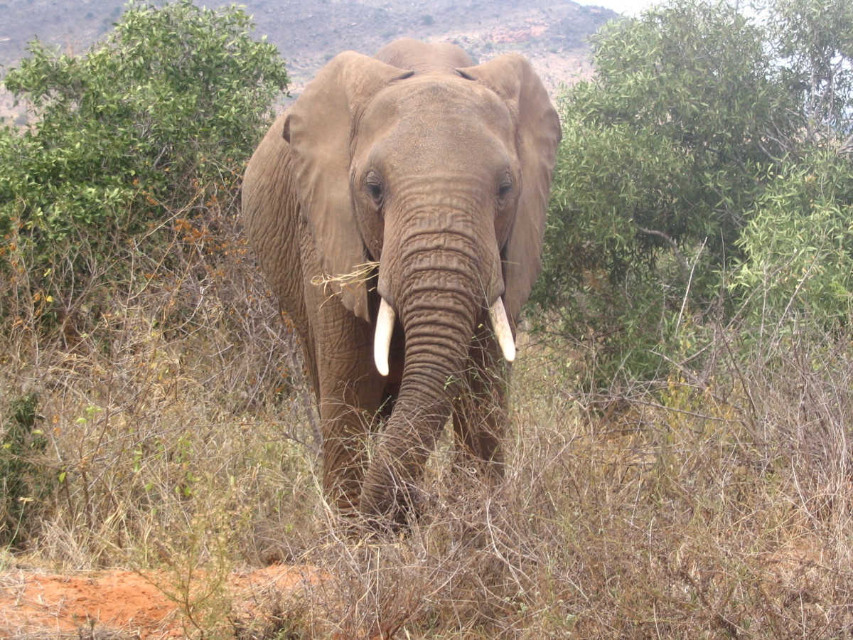 Elephant at Tsavo