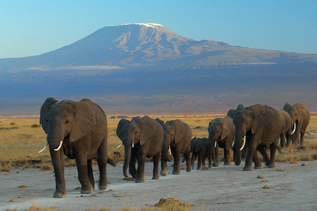 Elephants at Amboseli