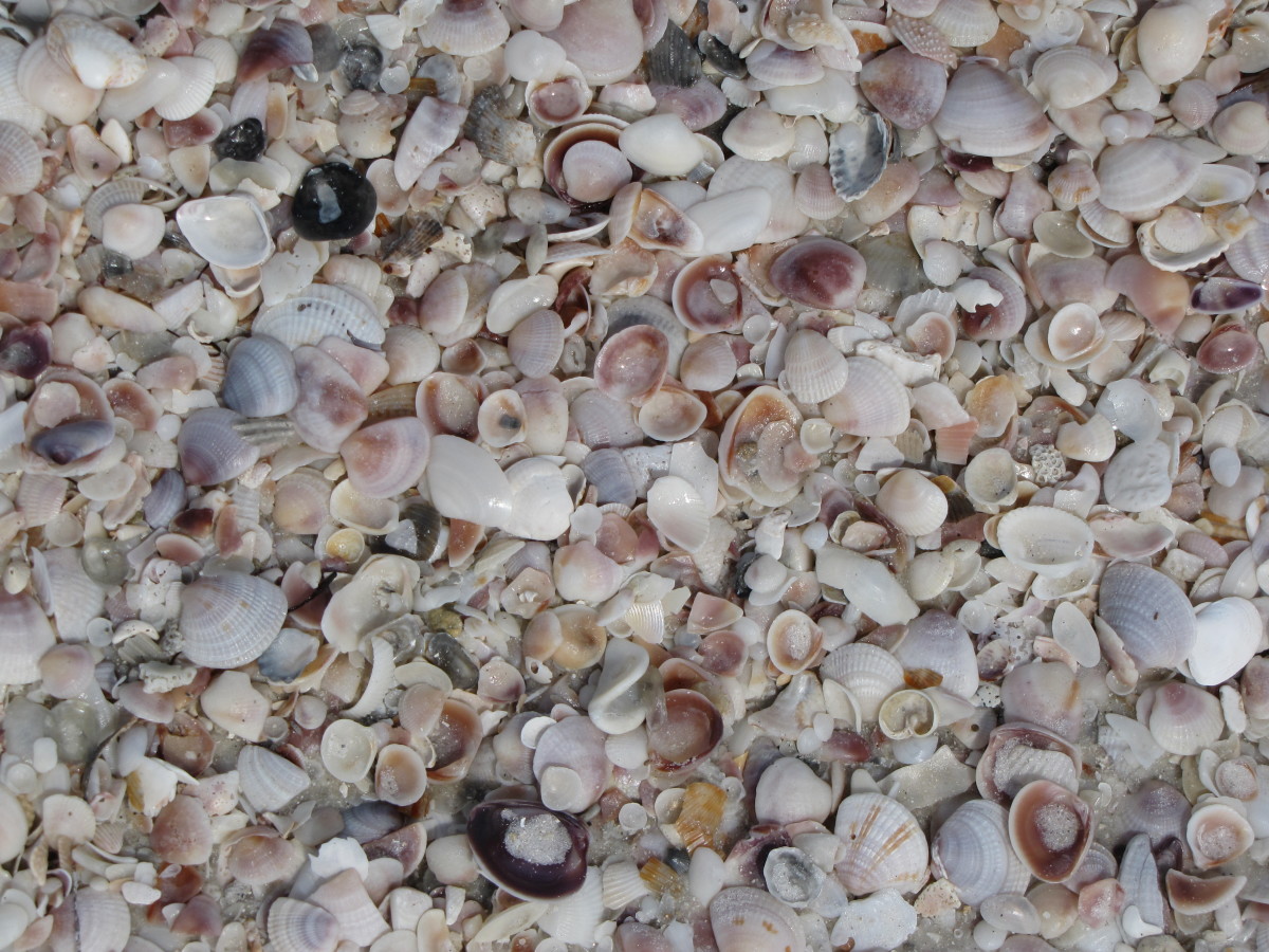Shells on Caladesi Island