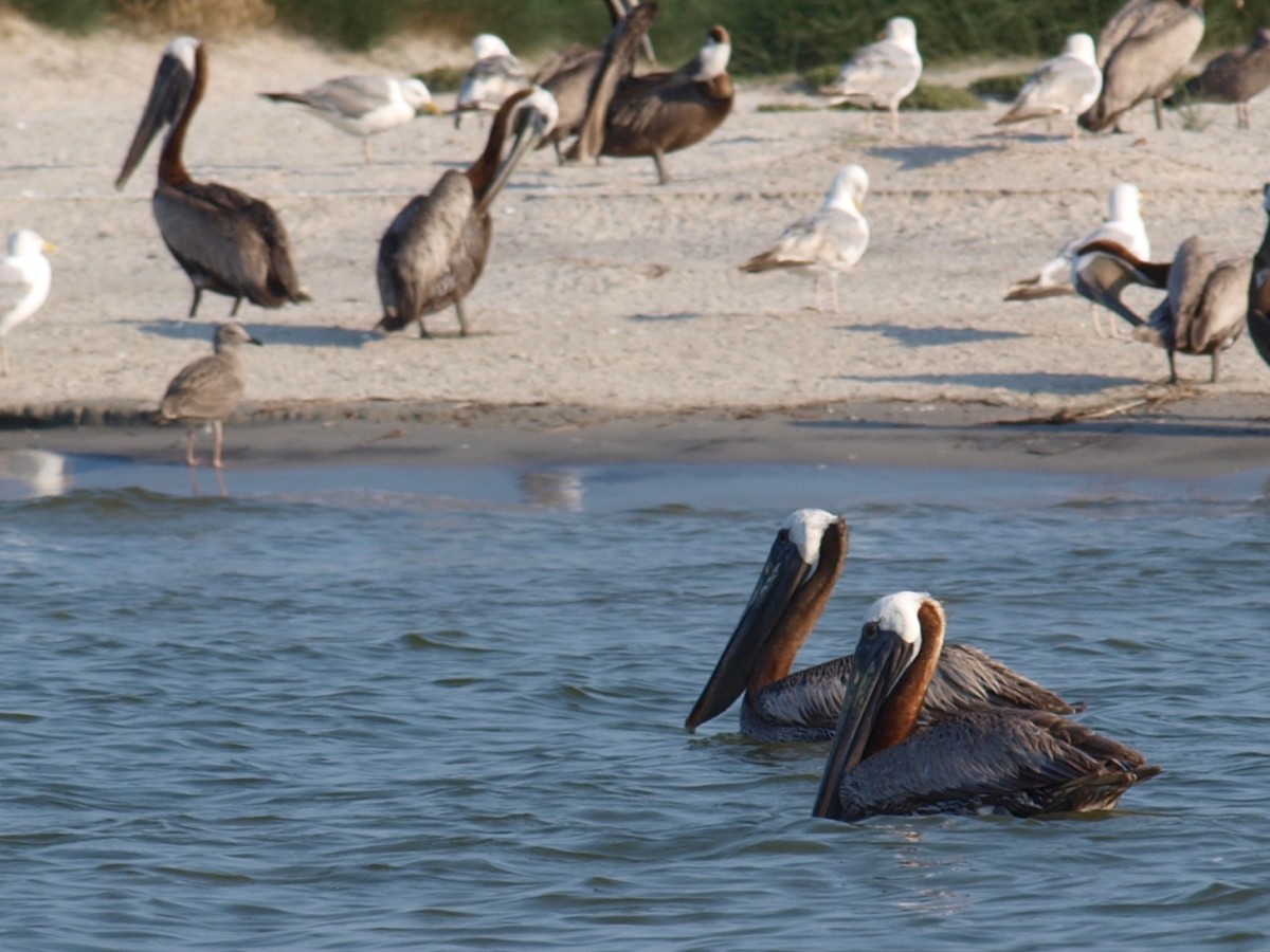 Pelicans are the most glorious bird of them all in my humble opinion.