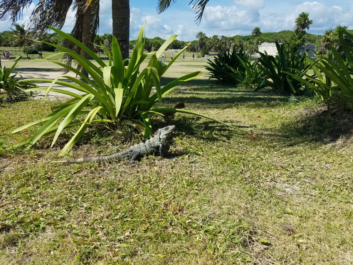 Iguana at Tulum