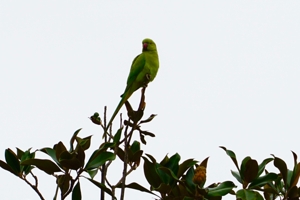 One of the many parrots that make their home in the park