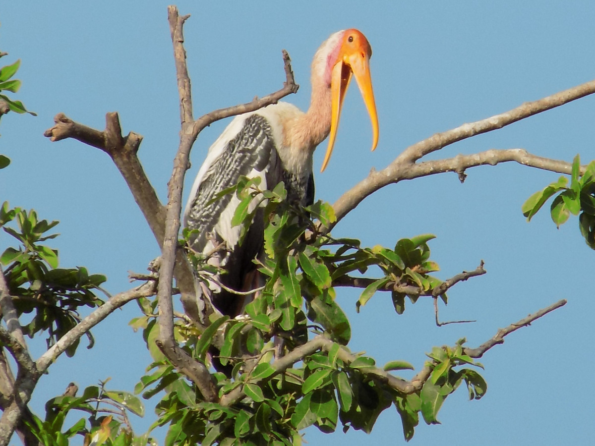 Painted Stork at Vedanthangal