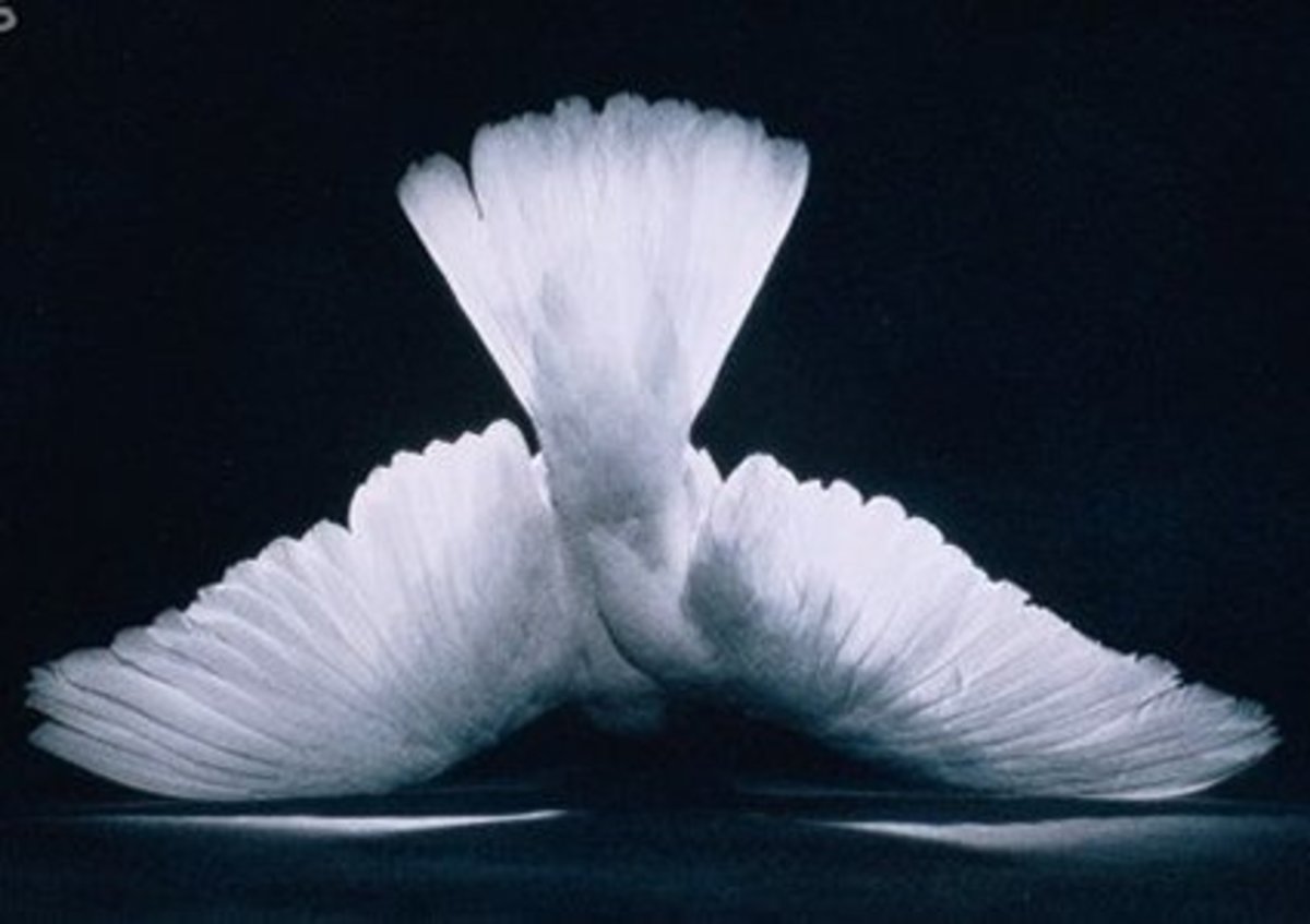 一只死鸽子可能象征着纯真、和平与和谐的痛苦的结局,悲剧结束爱和美丽。