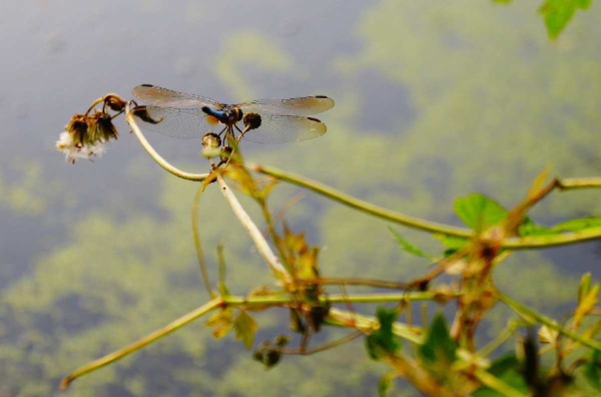 This dragonfly was sitting on a stem by a pond where I was camping in the Outer Banks, NC.