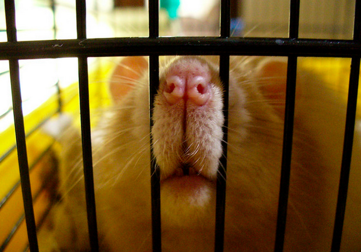 A dream of a rat in a cage might reflect your waking feelings.
