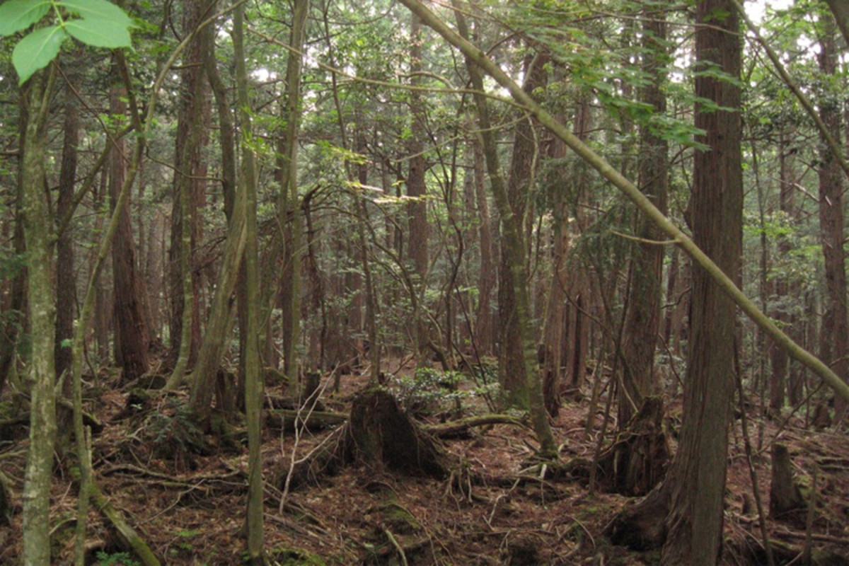 这张照片描绘了“自杀森林”,许多日本人去结束自己的生命,在树林里,据说闹鬼的噩梦。它激发了2016恐怖电影与娜塔莉老虎“森林”。