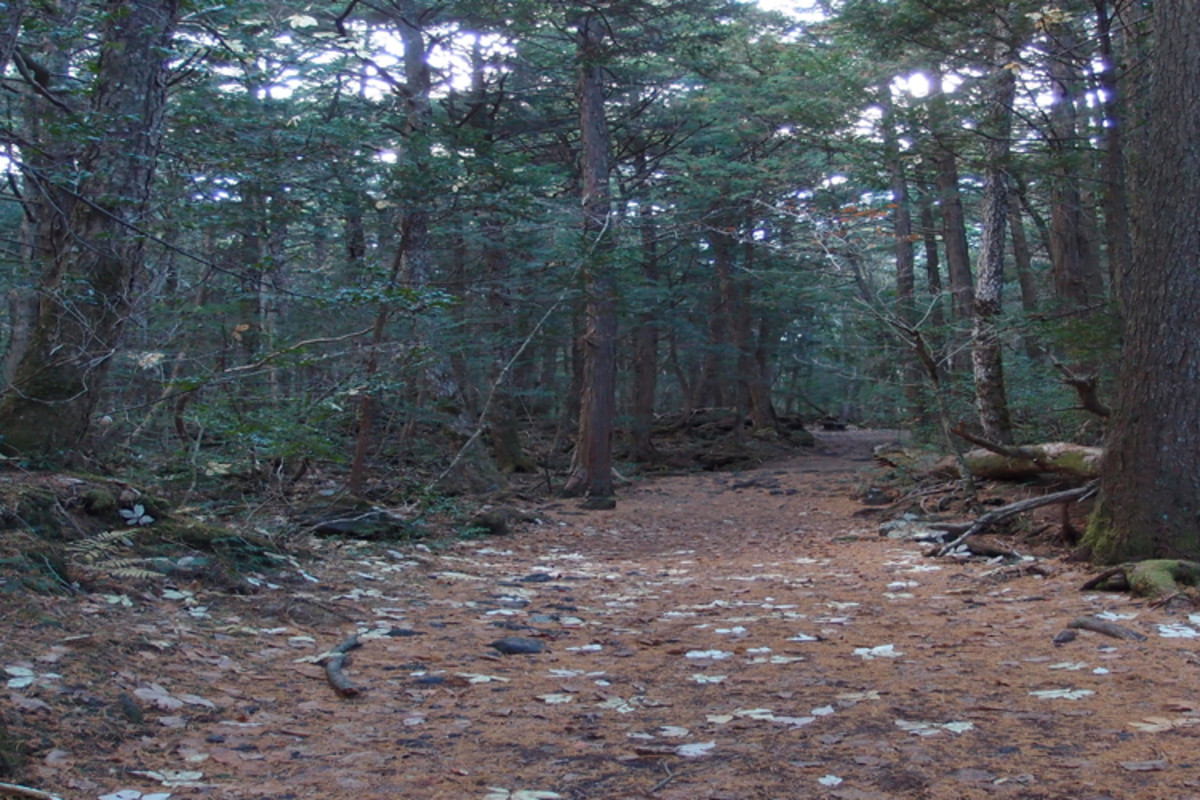 相信yurei(日本鬼)折磨那些进入森林,试图把他们的路径。