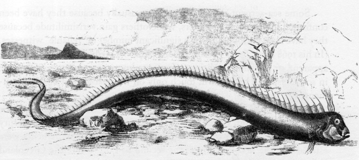 The bizarre Oarfish may be at the root of sea serpent legends throughout history.