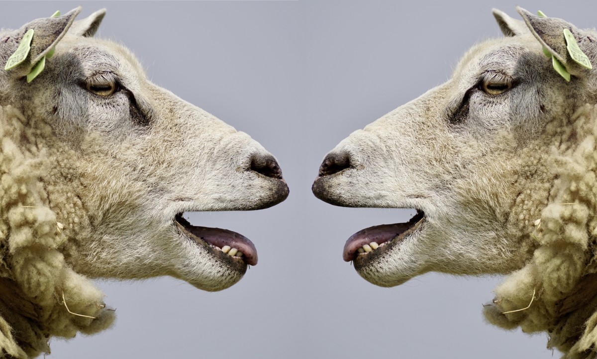 羊可能象征着从众，或者害怕与众不同。