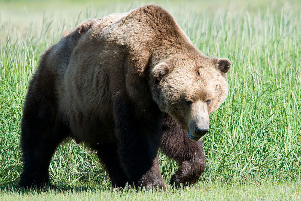 许多大脚怪目击事件仅仅是被误认为是熊吗?