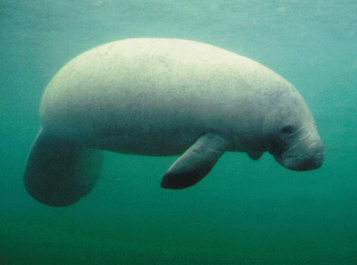 Did lonely sailors mistake the manatee for a mermaid? 