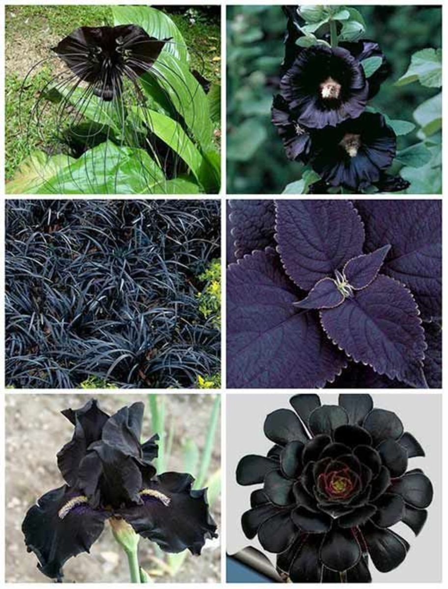 黑色花和叶子的例子