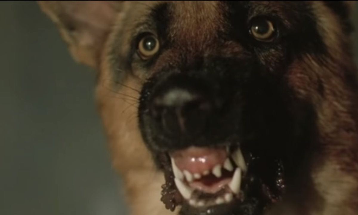 Beast is one of my favorite horror movie pets because he is bad to the bone.